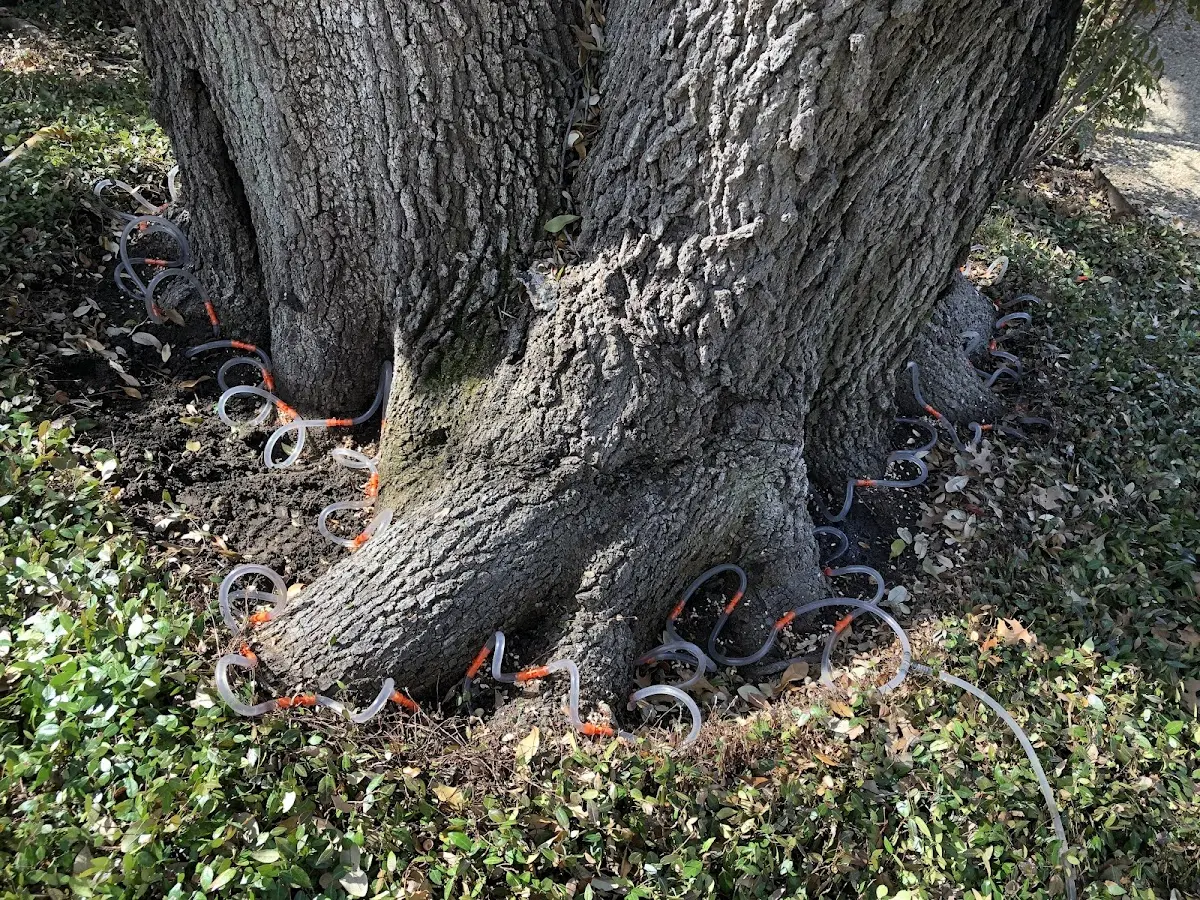 Detailed Tree Cabling and Bracing job site in San Tan Valley