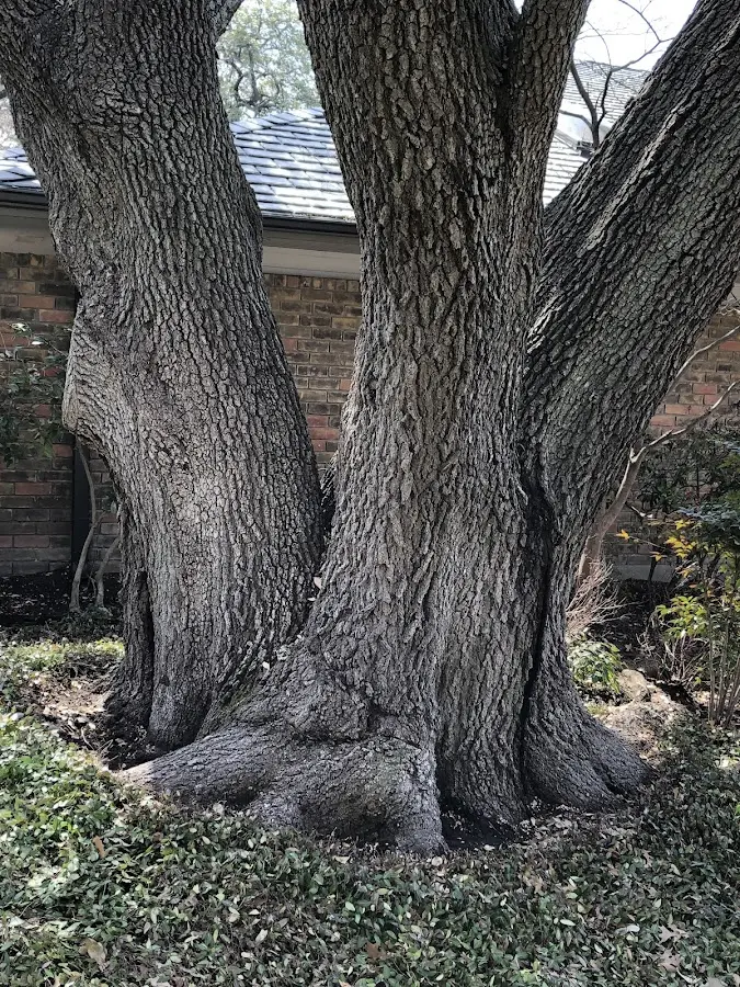 Mature heritage tree close to a San Tan Valley property cared for by certified arborists