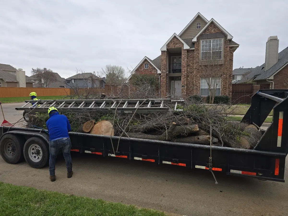 Expert Tree Pest Control with proper safety equipment in San Tan Valley